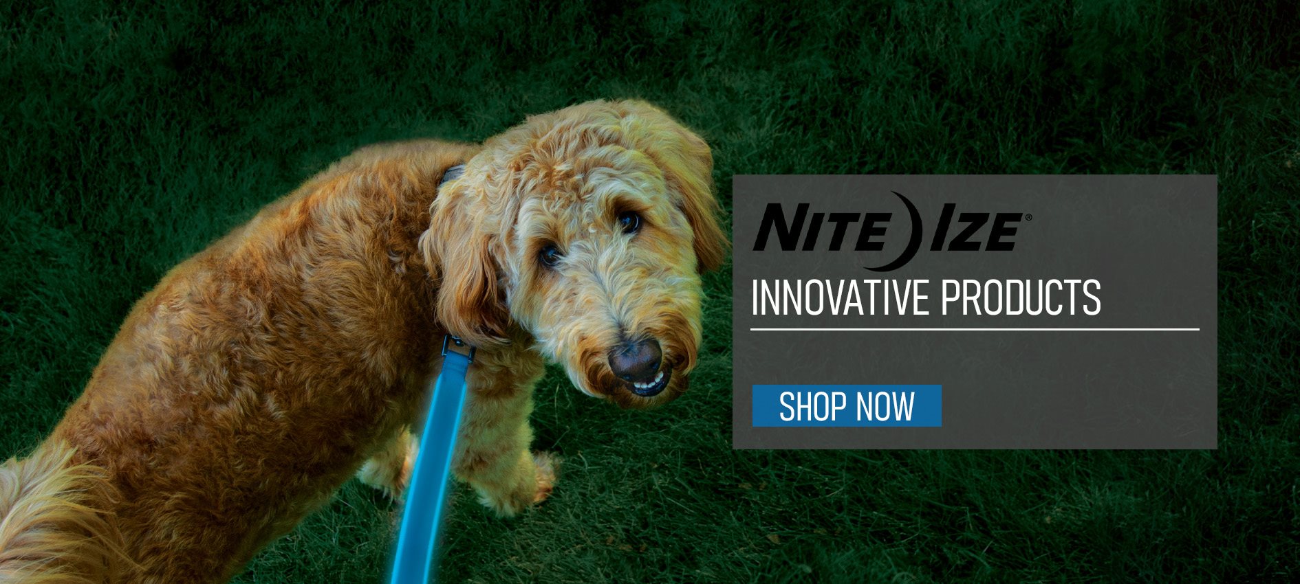 Nite Ize NiteDog Rechargeable LED Leash light up leash for dogs